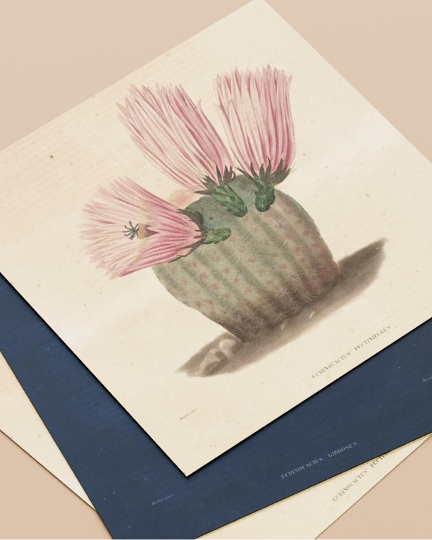 Image of a poster and poster tube